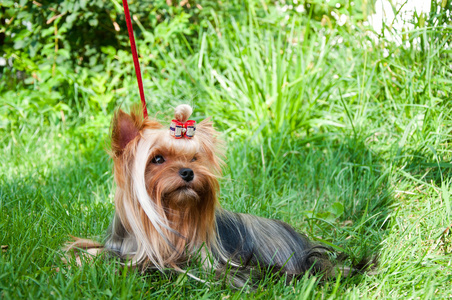 年轻的约克郡犬，在草地上