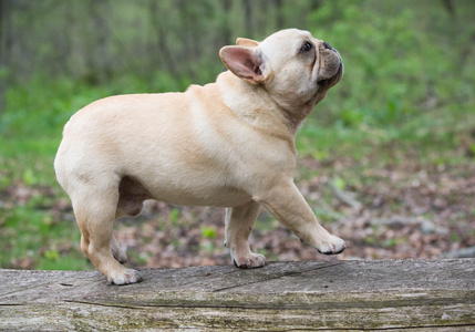 法国斗牛犬