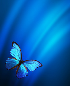 蓝色背景与蝴蝶照片