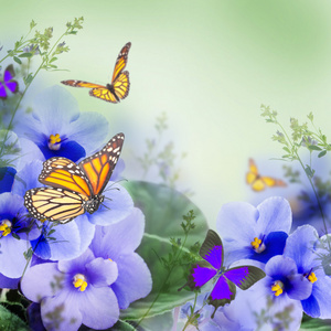 春天紫罗兰和蝴蝶