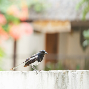 东方鹊鸲