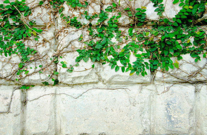 绿色的蔓草缠住植物