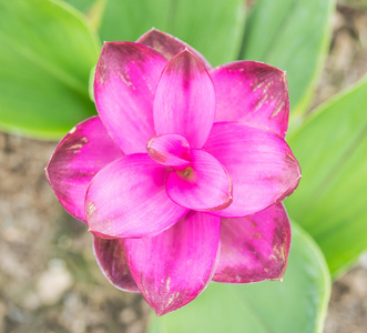 暹罗郁金香，花园里的花