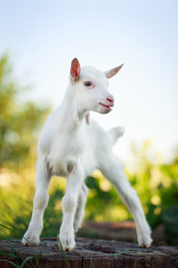 goatling 的小狗