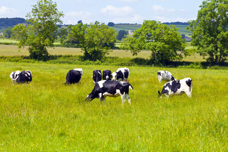群在一片草地上吃草的奶牛