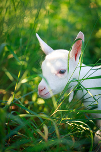 goatling 的小狗