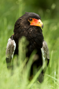 bateleur 鹰