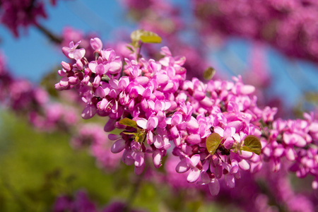 春天的花朵，紫荆裂蓝天的衬托