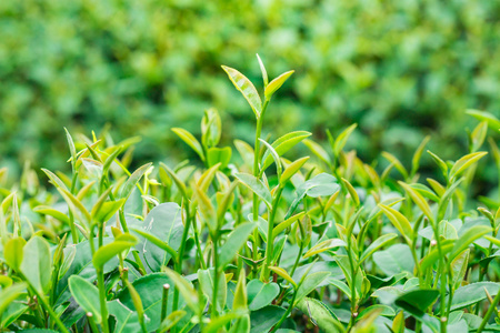 关闭的茶叶种植园