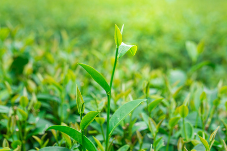 关闭的茶叶种植园