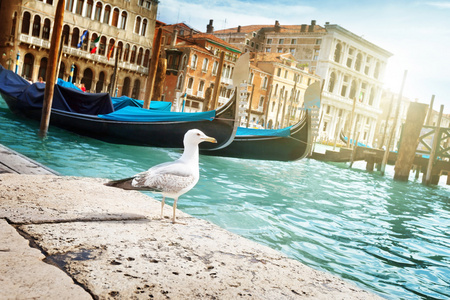 海鸥在威尼斯，意大利