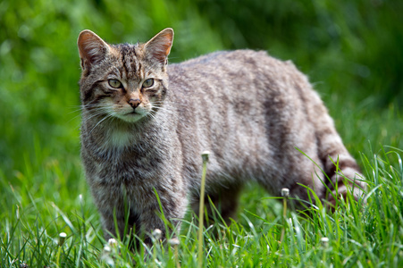 苏格兰野猫图片