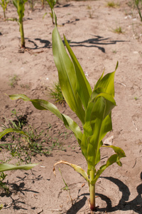 玉米植物新品种