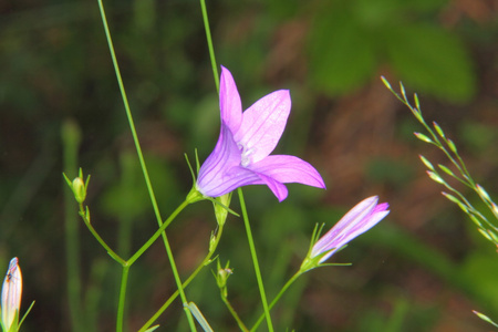 蓝钟。花