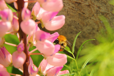 大 黄蜂。花