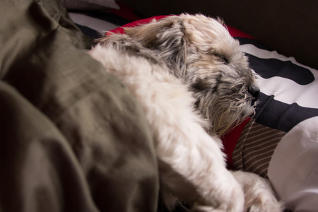 用毯子的狗睡