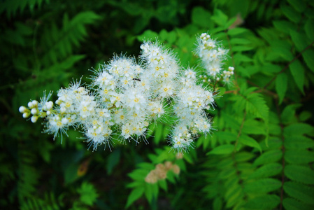 樱花的花朵