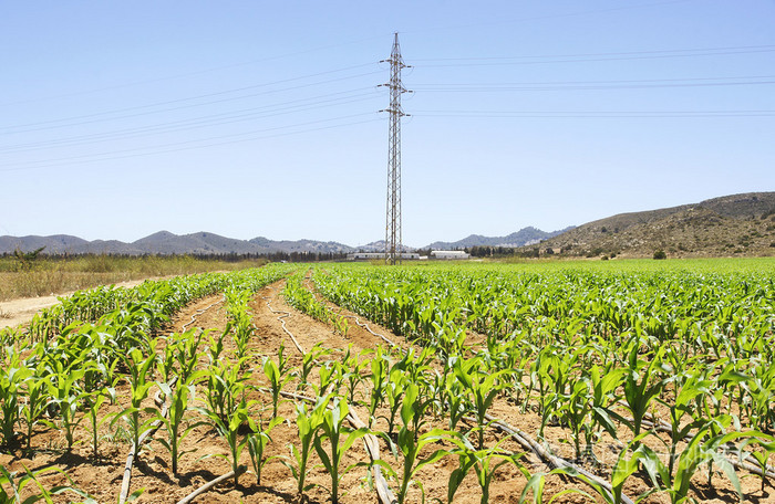 种植玉米