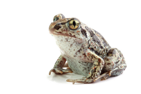 常见的 Spadefoot Pelobates 青海田鼠 上白色孤立