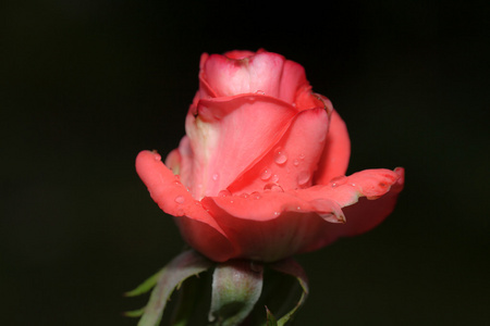 宏的暗红色玫瑰与水滴的图像。与浅景深的极端特写