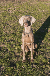 坐在草地上的 weimaraner 04