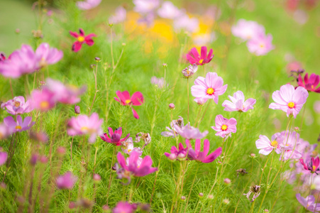 波斯菊花海