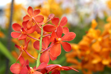 美丽的兰花花