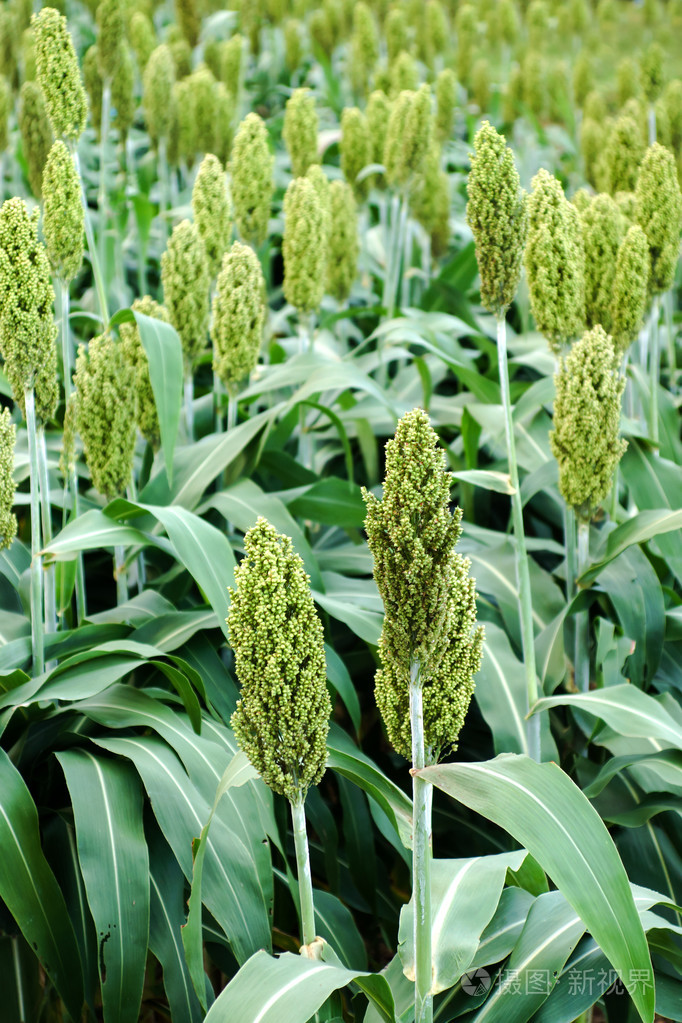 高梁, 小米的字段