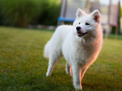 萨摩耶犬户外