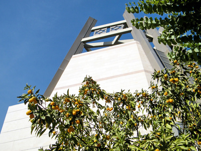 巴伊兰大学金柑玛格丽塔岛树和犹太中心