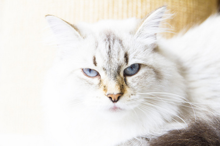 白色的猫的皮毛的西伯利亚照片