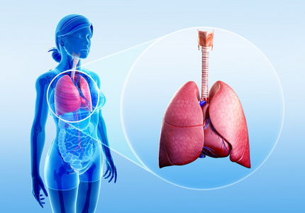 心肝脾肺肾图片