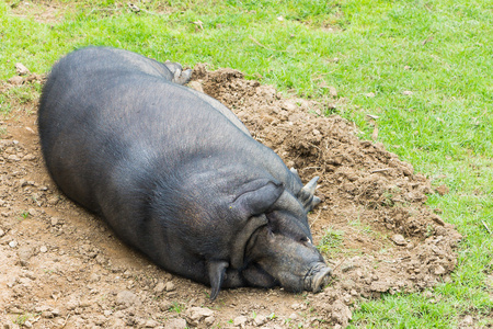 大猪睡着农场搞笑胖胖猪睡着了,彩色图像卡通漫画的人睡着粉红色的