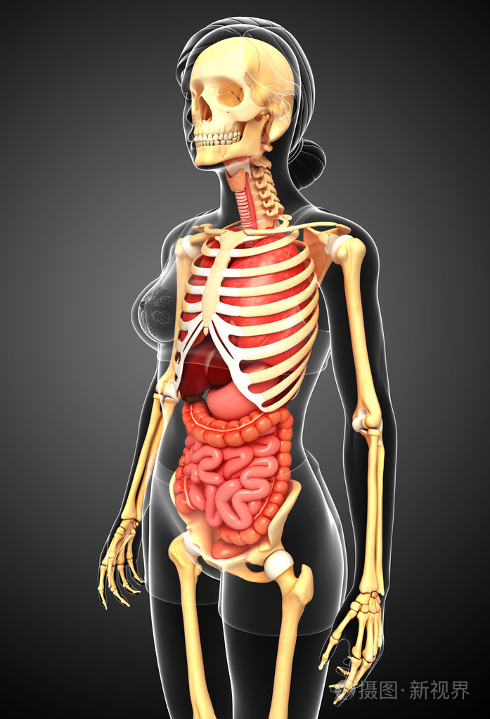女性的骨骼和消化系统