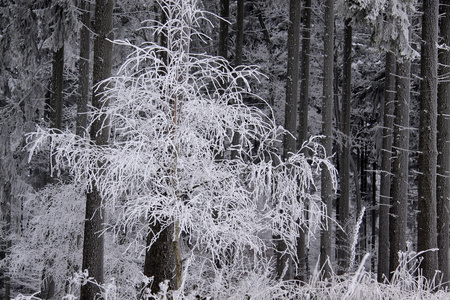 sntckta vintrig skog