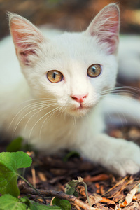 一只流浪的猫的特写镜头