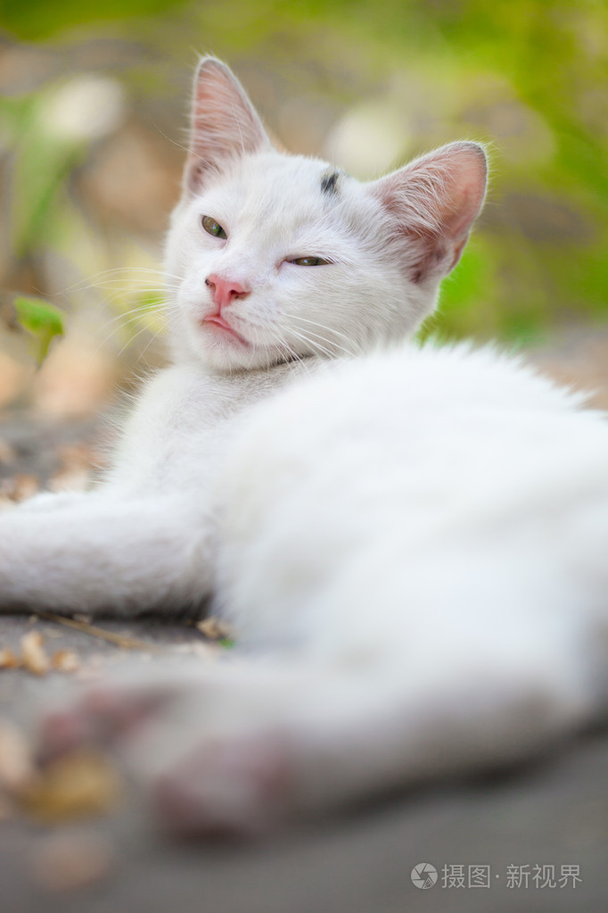 一只流浪的猫的特写镜头