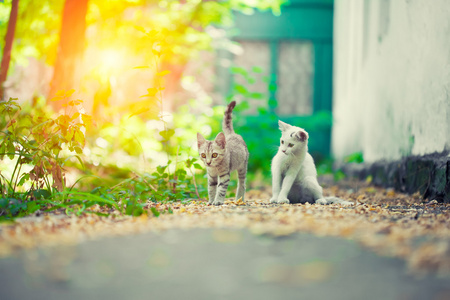 一只流浪的猫的特写镜头