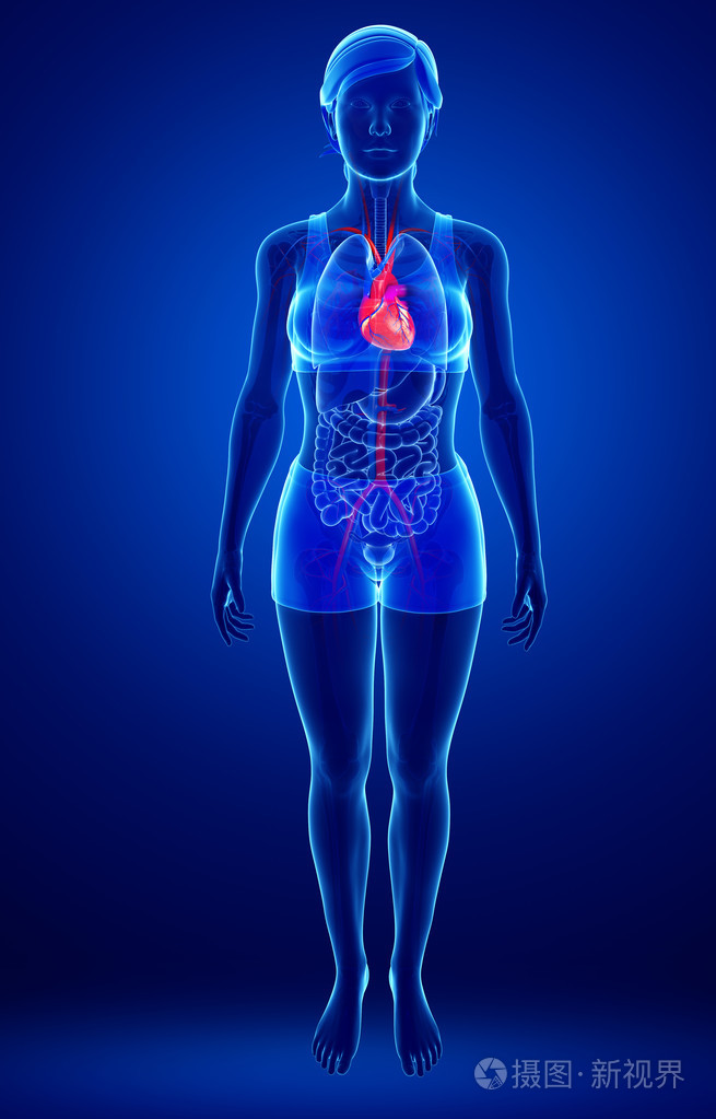 女性心脏解剖