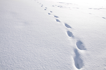 鸟在雪中的脚印图片