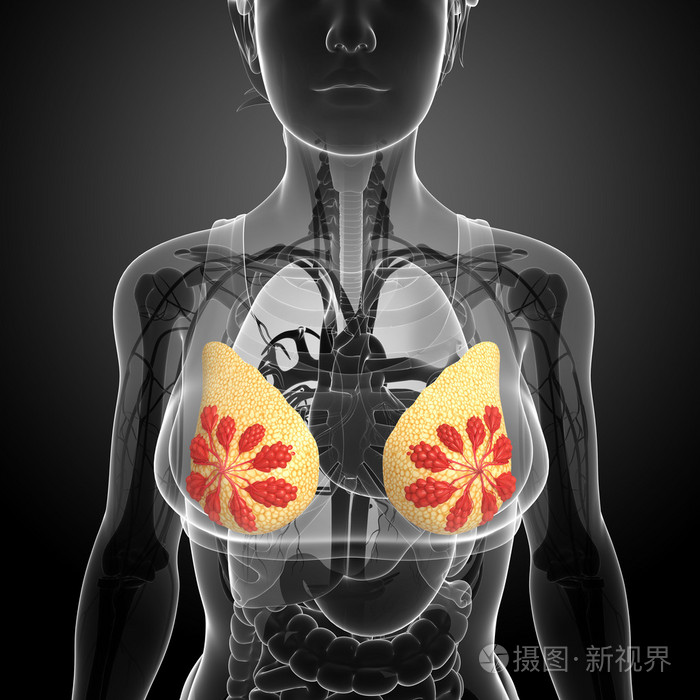 女性乳房的图稿