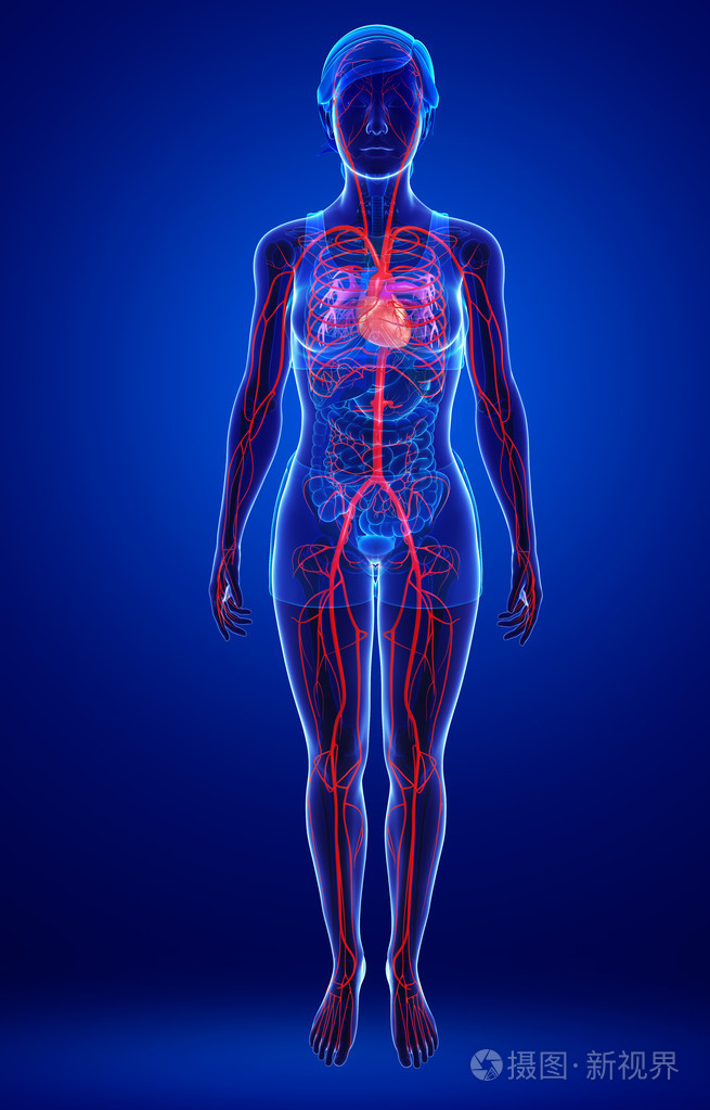女性动脉图稿