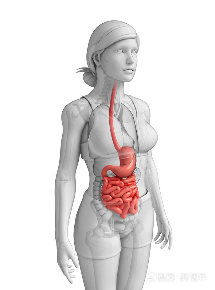 女性的小肠解剖