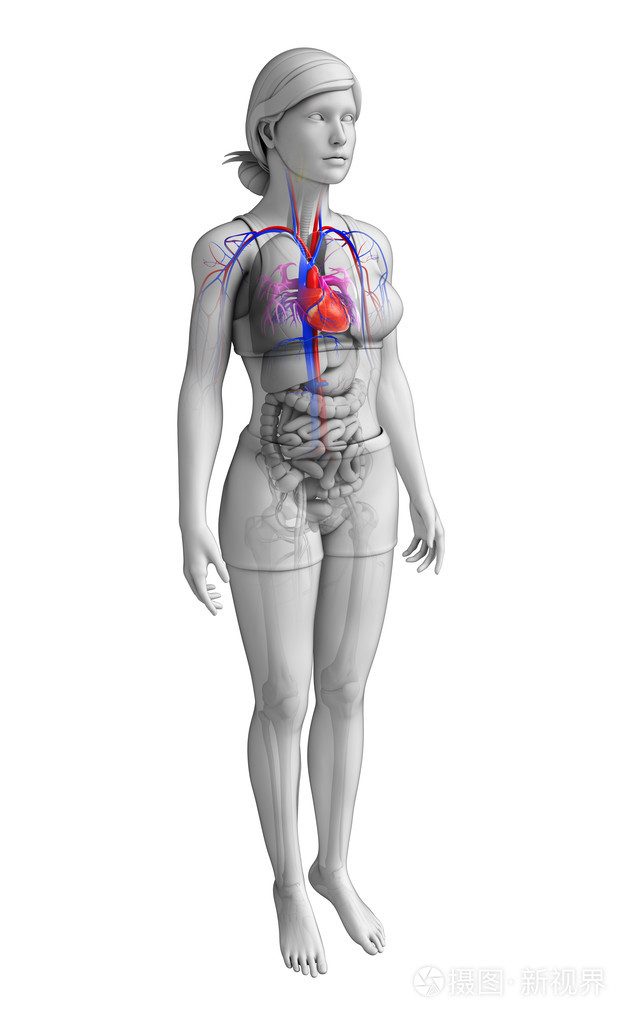 女性心脏解剖