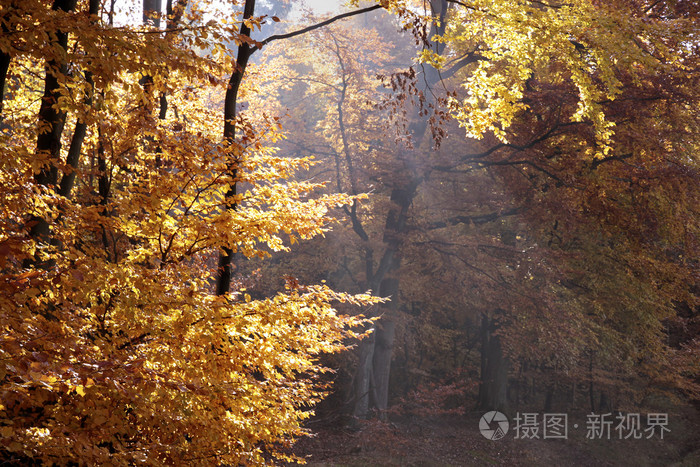 秋季山毛榉森林