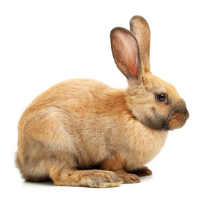 棕色的小兔子图片