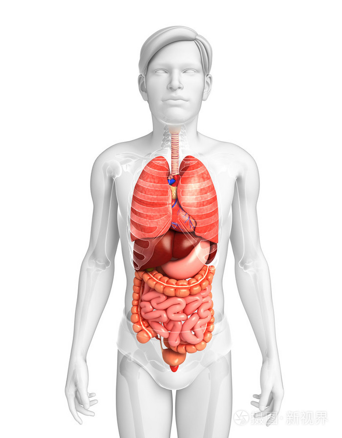 *5216px发票合同问题/胆囊胃肠道身体膀胱支气管肺胃食道查看作者其他