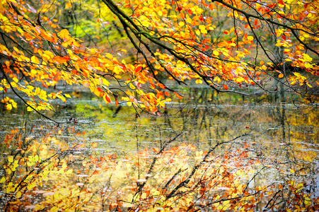 秋天树树枝叶图片