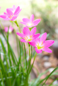 雨百合花卉