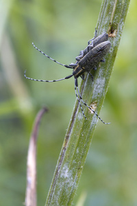 甲虫